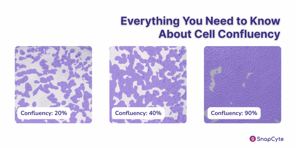 Everything You Need to Know About Cell Confluency | SnapCyte™