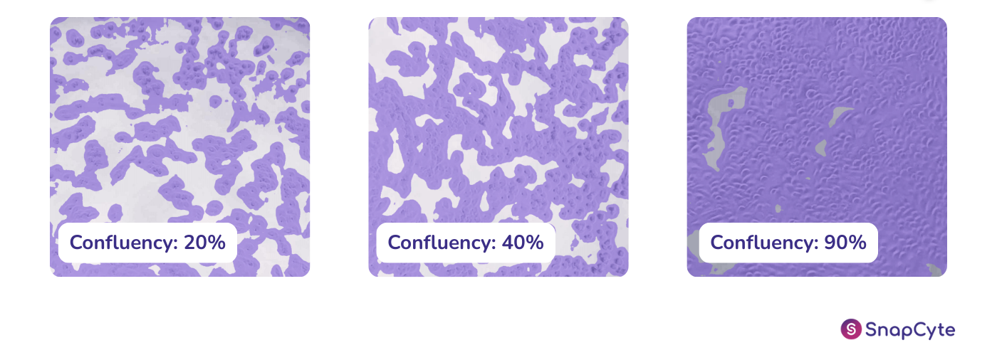 cell confluency percentage
