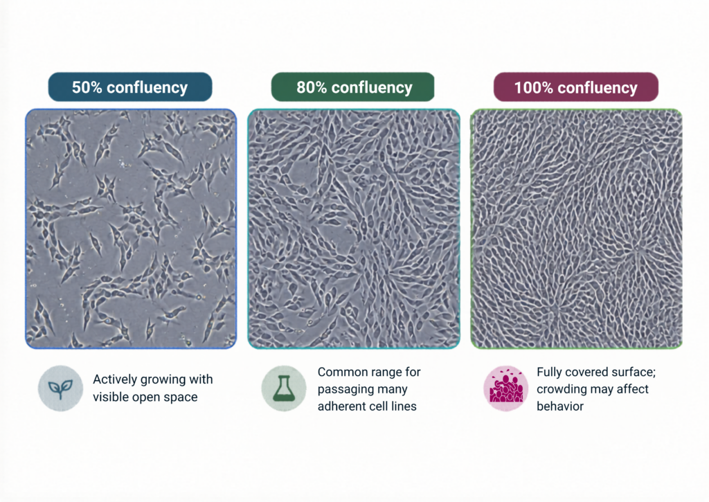 examples of 50%, 80%, and 100% cell confluency in adherent cell culture.