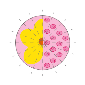 Symmetry as seen when visualizing cell confluency is both beautiful and functional