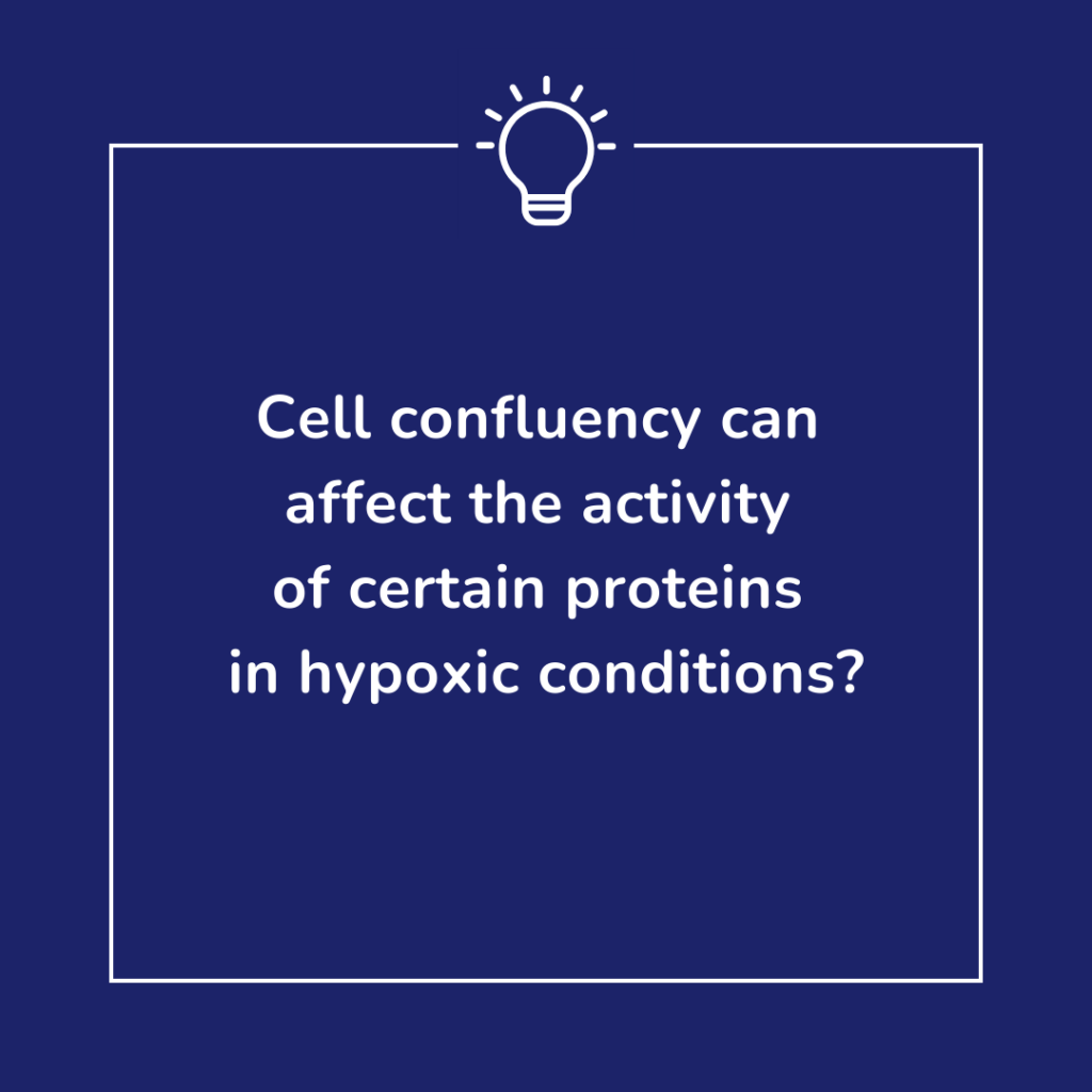 At low density, TRPV4 is highly active under hypoxic conditions but at highly confluent conditions, TRPV4 decreases in activity and even alters its localization. Transient receptor potential vanilloid 4 (TRPV4) is an important Ca+ channel that is important in procesess like apoptosis and migration.