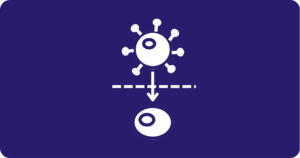 transwell migration assay