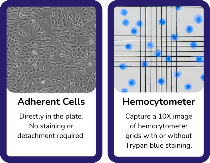 AI cell count on adherent and hemocytometer images