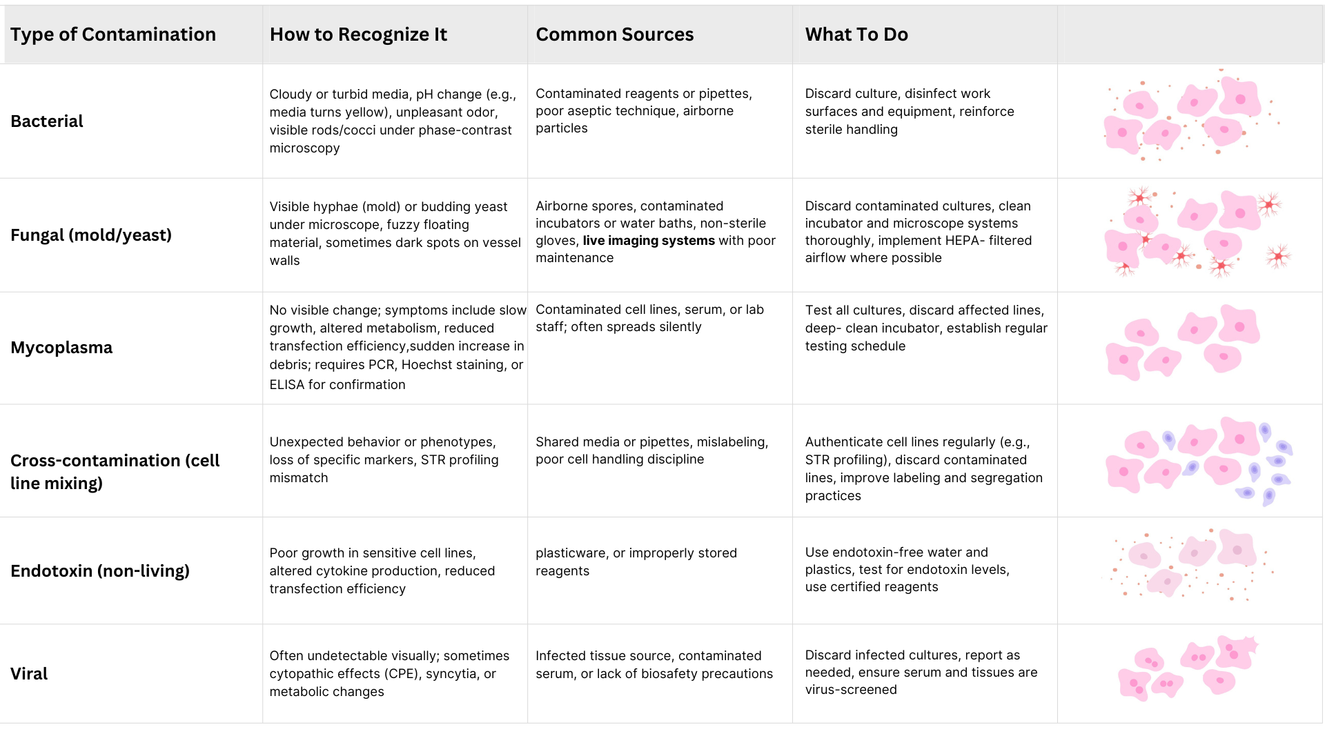 cell culture contamination type, how to recognize them, their likely sources, and what to do