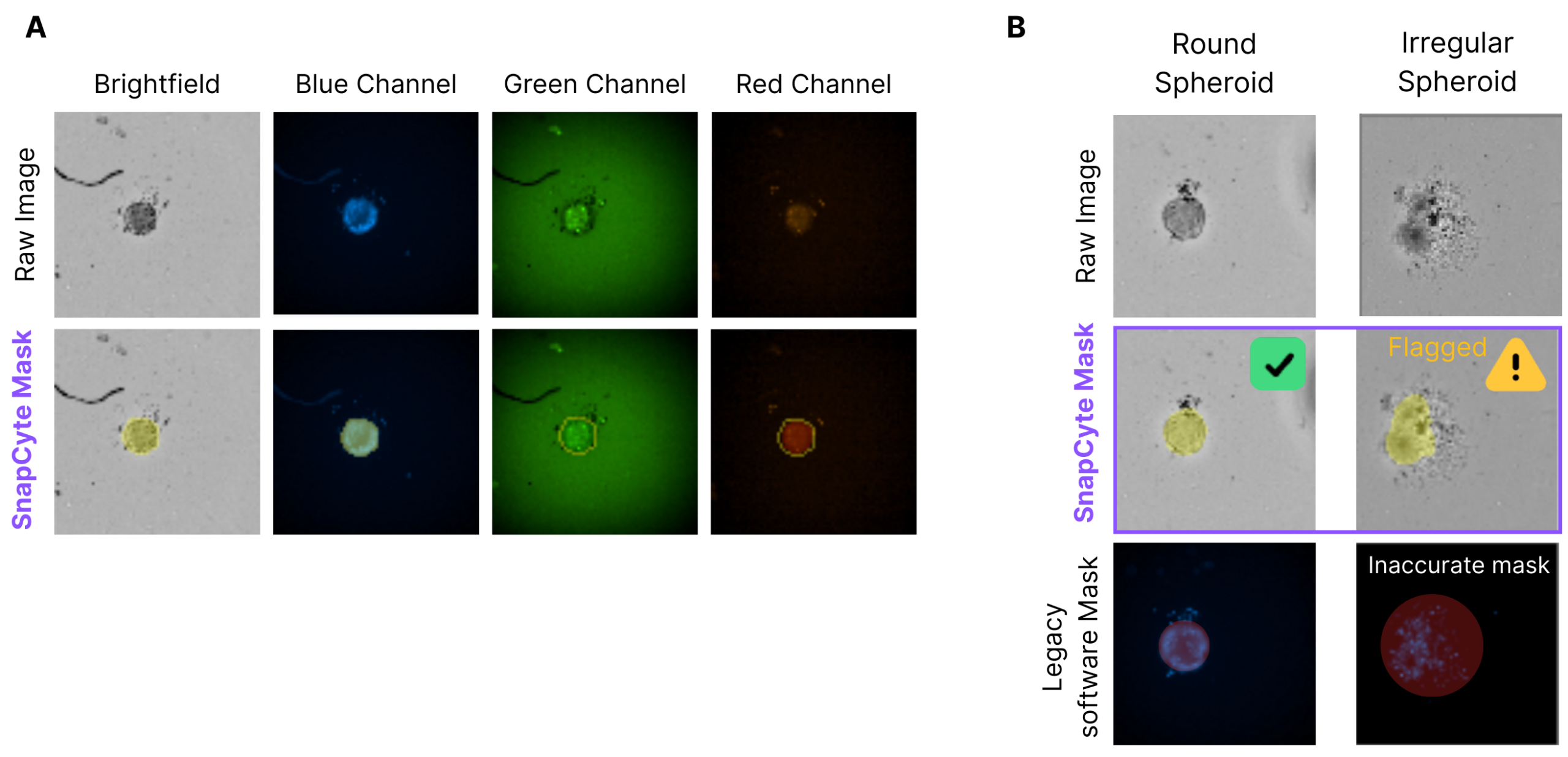 AI spheroid segmentation from brightfield imaging with fluorescence signal overlays in blue, green, and red channels for viability quantification.