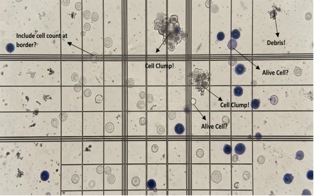 hemocytometer cell count