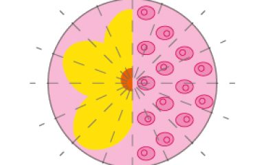 Symmetry as seen when visualizing cell confluency is both beautiful and functional
